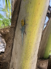 Lygodactylus picturatus