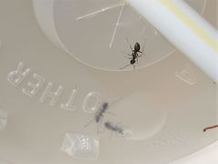 Technomyrmex jocosus