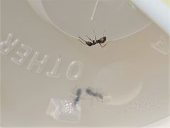 Technomyrmex jocosus