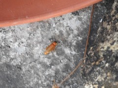 Stenocladius bicoloripes