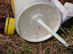 Technomyrmex jocosus