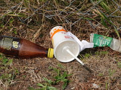 Technomyrmex jocosus