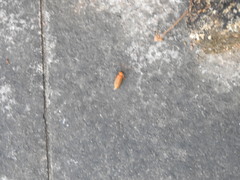 Stenocladius bicoloripes