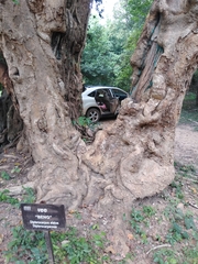 Dipterocarpus alatus