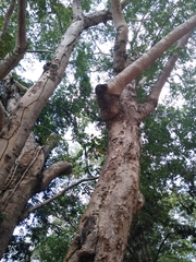 Dipterocarpus alatus