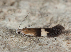 Aproaerema polychromella