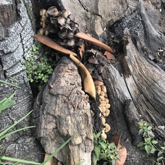 Coprinellus micaceus