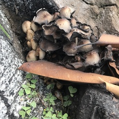 Coprinellus micaceus