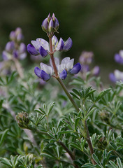 Lupinus arboreus eximius