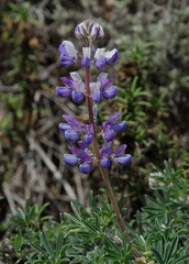 Lupinus arboreus eximius