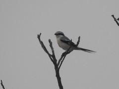 Lanius sphenocercus