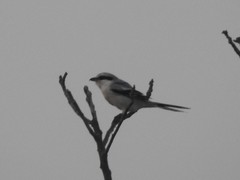 Lanius sphenocercus