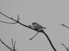 Lanius sphenocercus