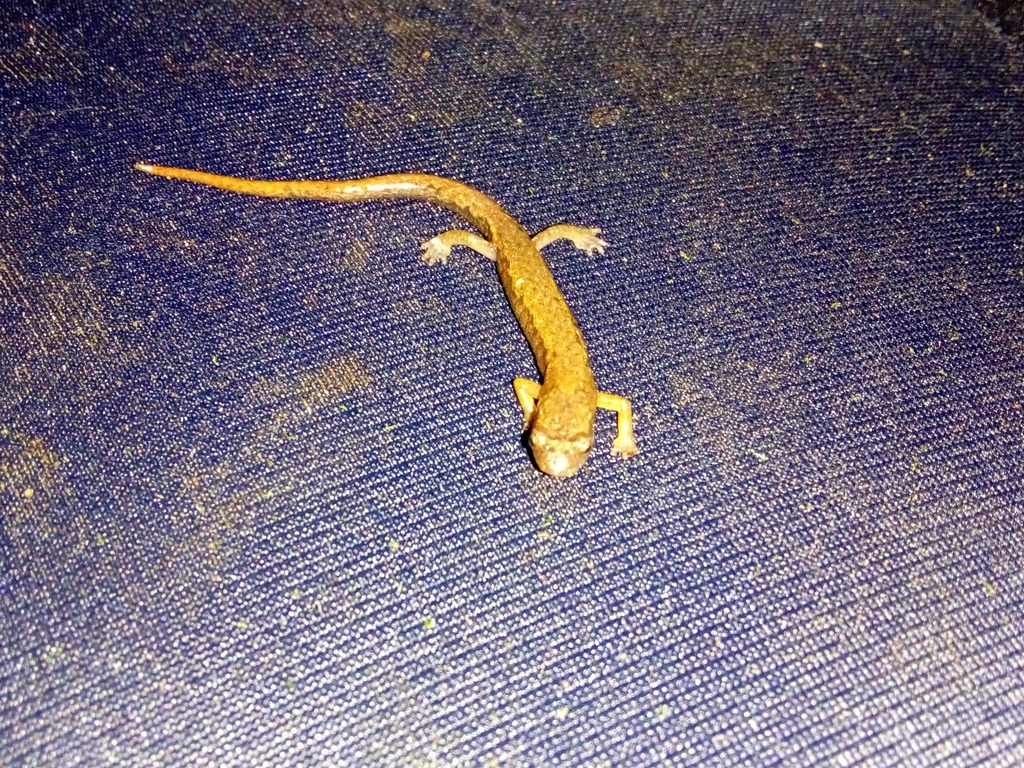 Common Splayfoot Salamander