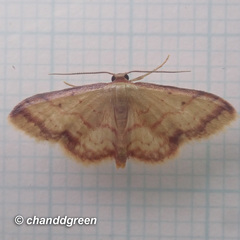 Idaea impexa