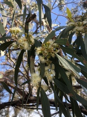 Eucalyptus porosa