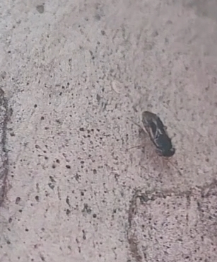 Stylogeocoris provisus