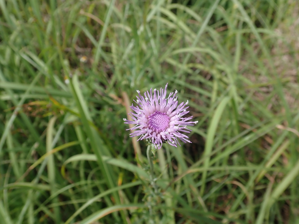 Cirsium lineare; photograph author not stated, no rights reserved