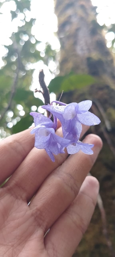 Dendrobium azureum Schuit. 3