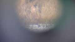 Nycticorax nycticorax