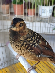 Ianthocincla ocellata