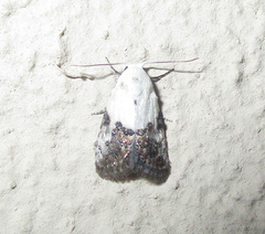 Eublemma bipartita