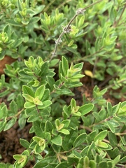 Syncolostemon thorncroftii