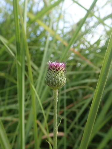Cirsium lineare, photograph 1
