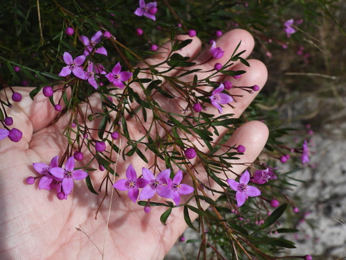 Wide Bay boronia (Boronia rivularis)