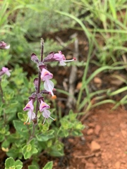 Syncolostemon thorncroftii