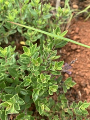 Syncolostemon thorncroftii