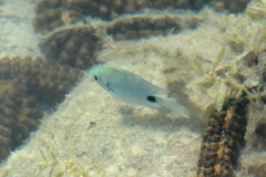 Abudefduf sparoides