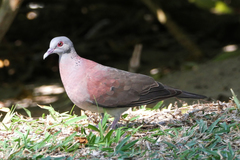 Nesoenas picturatus