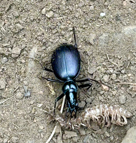 Angular Snail-eating Beetle photo 3