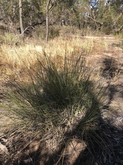 Lomandra effusa