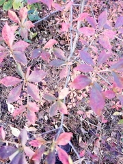 Enkianthus perulatus