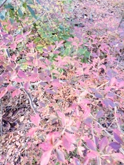Enkianthus perulatus