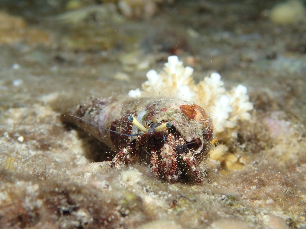 Black-eyed hermit crab