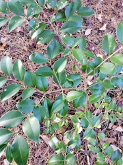 Ligustrum japonicum