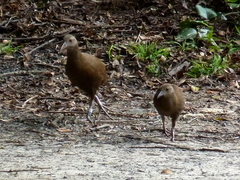 Gallirallus sylvestris