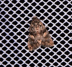Condica macrosema