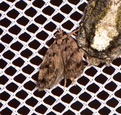 Barea nymphica