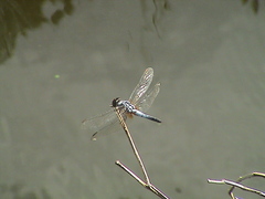 Aethriamanta gracilis