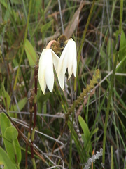 Bromheadia finlaysoniana