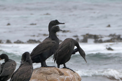 Phalacrocorax neglectus