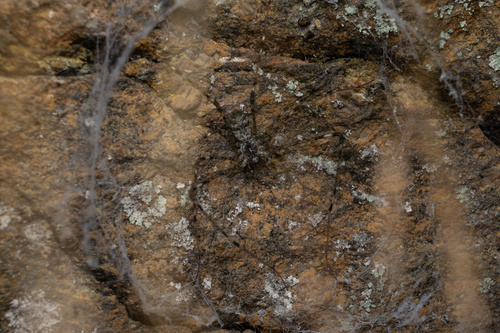 Hypochilus coylei photo 4