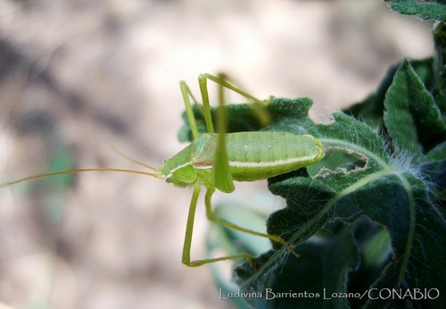(Dichopetala chirura)