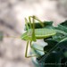 Thumbed Short-winged Katydid - Photo (c) conabio_bancodeimagenes, some rights reserved (CC BY-NC-ND), uploaded by conabio_bancodeimagenes