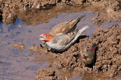 Amadina erythrocephala