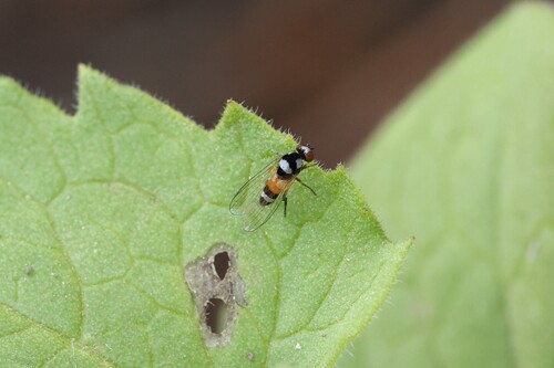 Unknown species found near Ravalli County, MT, USA